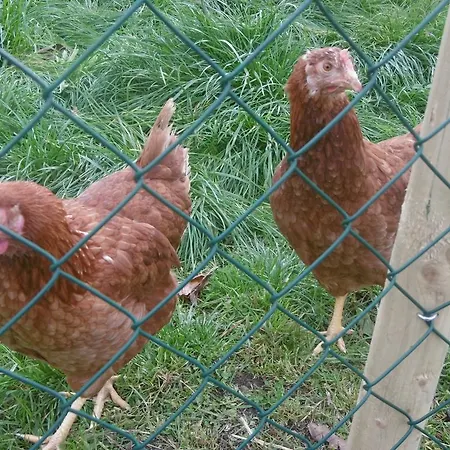 Haus Hochwaldhoehe מורבאך