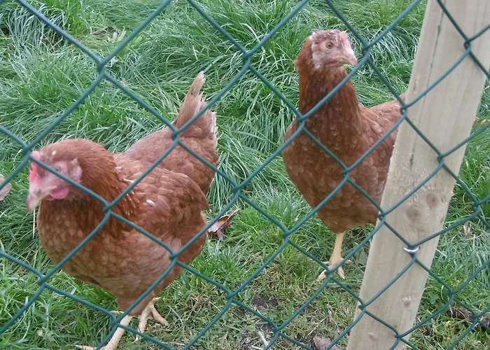 Haus Hochwaldhoehe Morbach