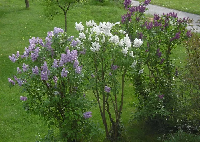 Πανσιόν Haus Hochwaldhoehe 3*